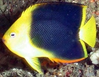 image of rock_beauty