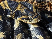 image of hognose_snake