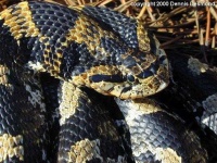 image of hognose_snake #8