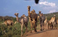 image of arabian_camel