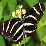 image of animal