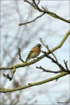 image of brambling