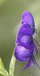 image of flower