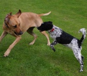 image of rhodesian_ridgeback