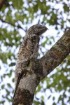 image of potoo