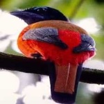 image of red_naped_trogon #2