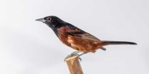 image of oriole