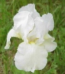 image of bearded_iris #37