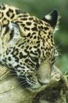 image of jaguar_car