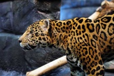image of jaguar_car