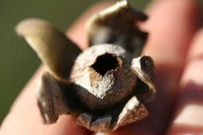 image of earthstar #26