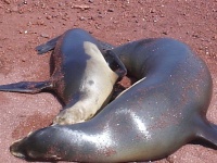image of sea_lion