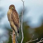 image of hawk