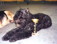 image of bouvier_des_flandres
