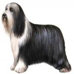image of animal