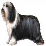 image of bearded_collie #7