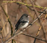image of junco