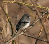 image of junco #33