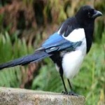 image of bird