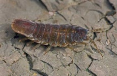 image of isopod