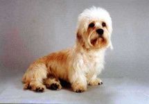 image of dandie_dinmont