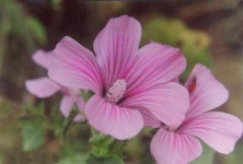 image of flower