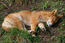 image of dingo