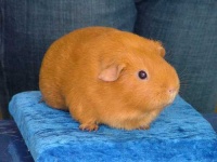 image of guinea_pig