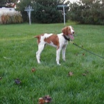 image of brittany_spaniel