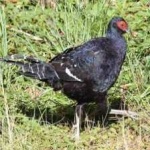 image of bird