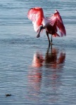 image of spoonbill