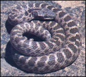 image of night_snake