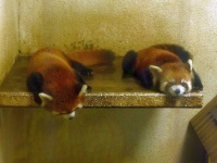 image of animal