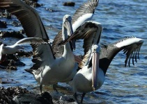 image of pelican