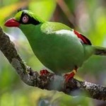 image of bird