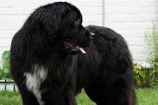 image of newfoundland