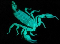 image of scorpion