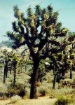 image of joshua_tree