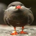 image of bird