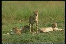 image of animal