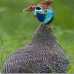image of bird