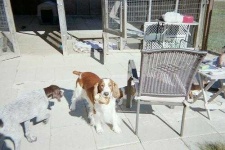 image of welsh_springer_spaniel