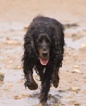 image of gordon_setter