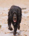 image of gordon_setter #13