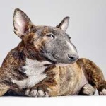 image of animal