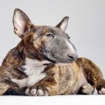 image of bull_terrier #30