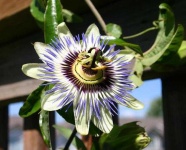 image of passion_flower #10