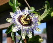 image of flower