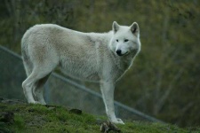 image of white_wolf #21