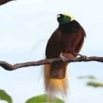 image of bird
